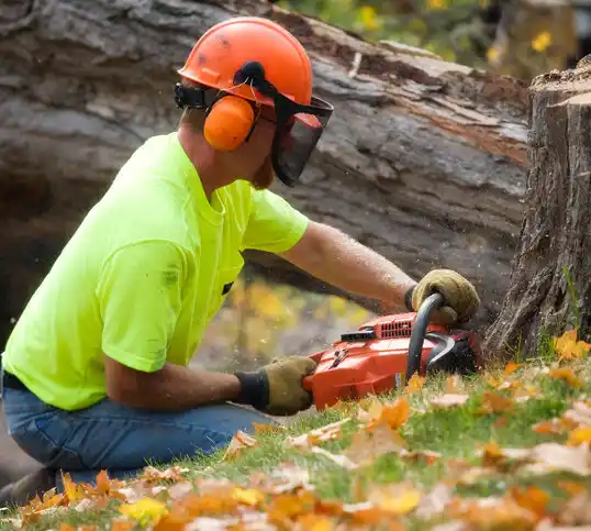 tree services Berlin Heights